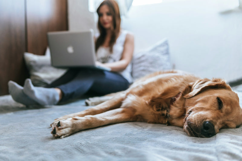 Cloud Linen Dog Bed
