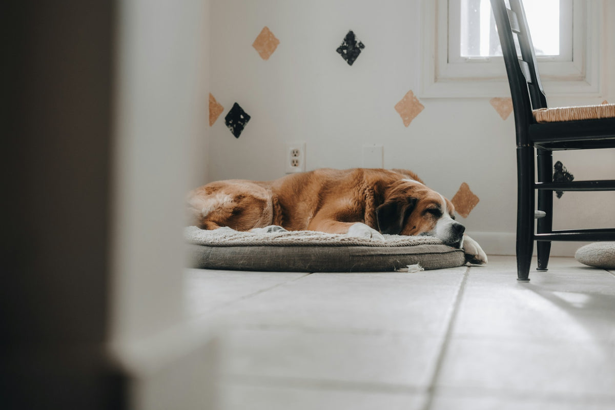 Bernese mountain dog sleeping peacefully on a luxury dog bed