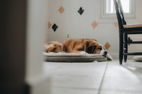 Bernese mountain dog sleeping peacefully on a luxury dog bed